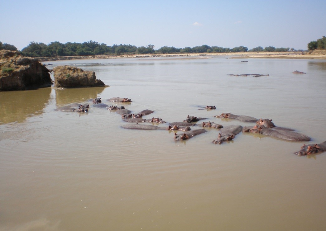 hippos in luangwa river